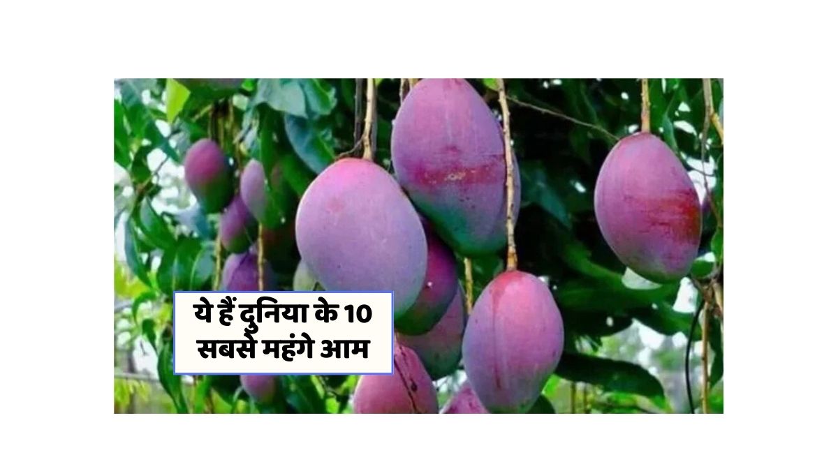 Most Expensive Mango