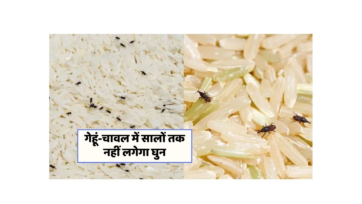 Wheat Storage Tips