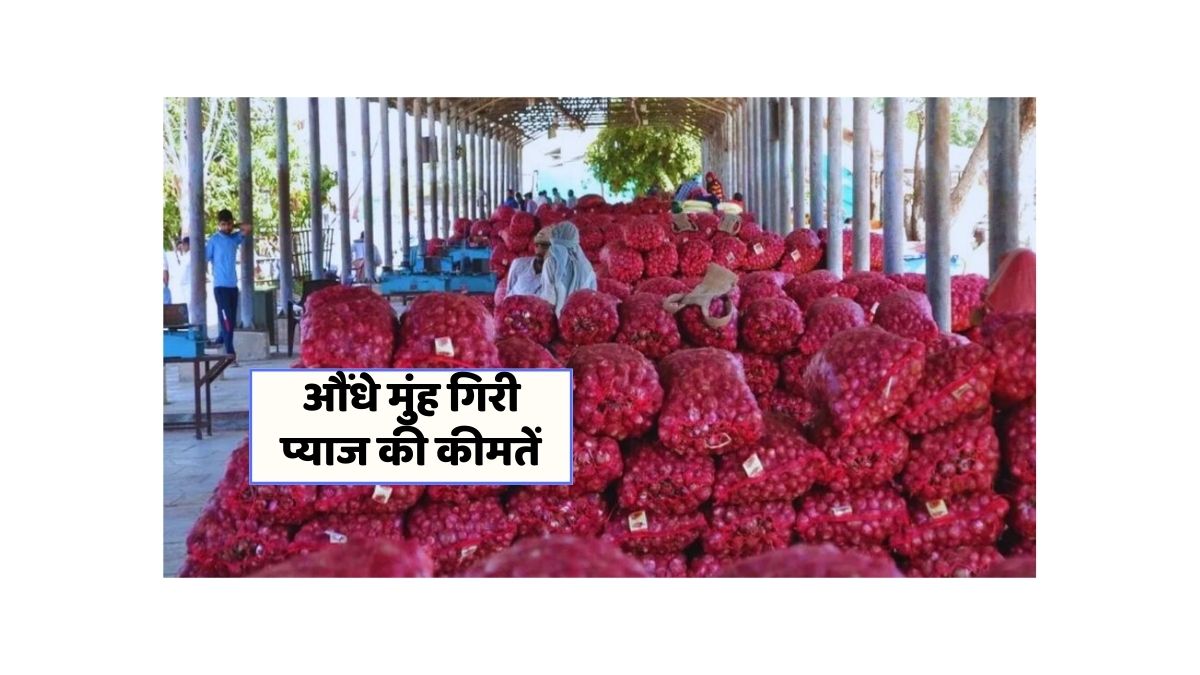 onion mandi price today
