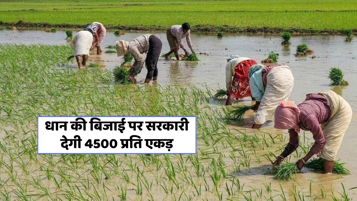 Haryana Paddy Subsidy