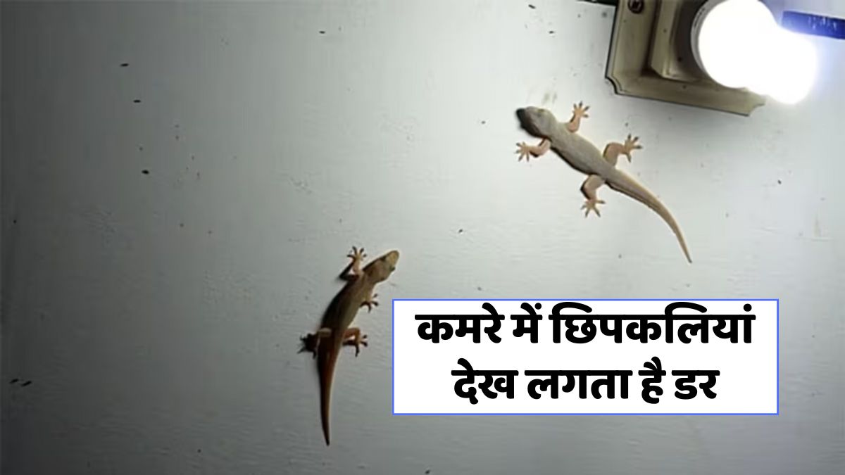 Home Remedies For Lizard