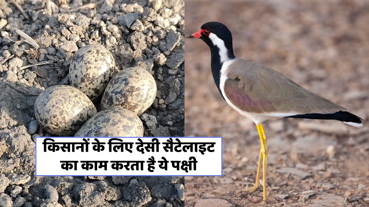 Traditional Monsoon Prediction